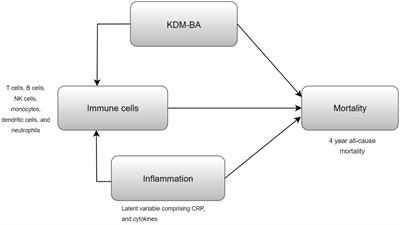 Immune cells are associated with mortality: the Health and Retirement Study